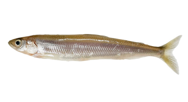 ワカサギ 1匹の切り抜き。新鮮な生魚、天ぷらや唐揚げの調理食材、透過PNG (Japanese pond smelt isolated. Fresh raw small fish ingredient for tempura, transparent PNG)