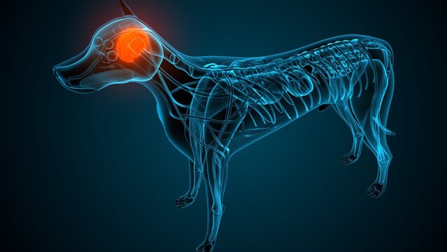 Dog brain part anatomy. 3d render