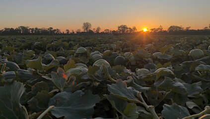 Obraz premium Sunset in Pumpkin Patch. Pumpkin Patch with sunset in background