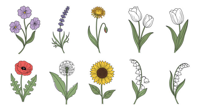 Large set of botanical flower illustrations including sunflowers poppies lavender and lilies of the valley in a detailed sketch style.