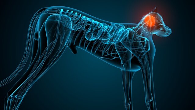 Dog brain part anatomy. 3d render