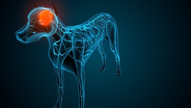 Dog brain part anatomy. 3d render