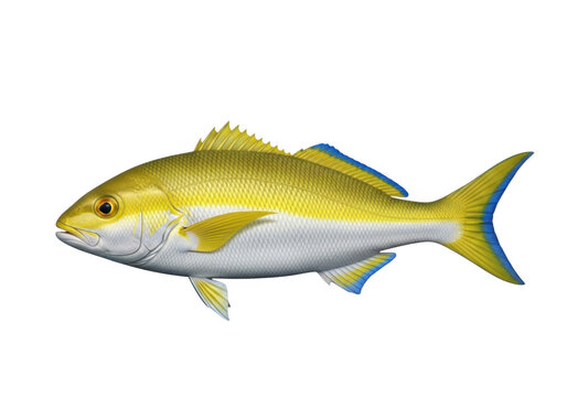 A vibrant yellowtail fish swimming gracefully in clear water isolated on transparent background