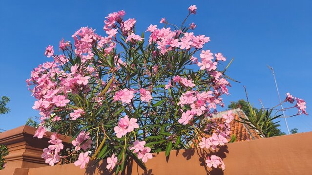 Butter flower, oleander or Japanese flower (Nerium oleander) is a shrub plant belonging to the Apocynaceae family originating from northern Africa, the eastern Mediterranean and also Southeast Asia.