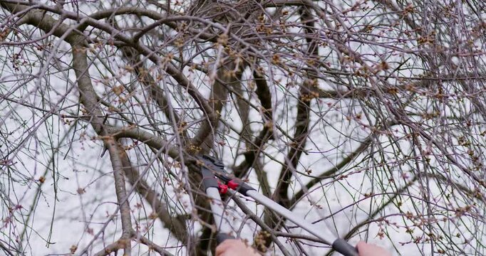 Pruning cherry tree branch with garden loppers in spring garden. 4k slow motion video