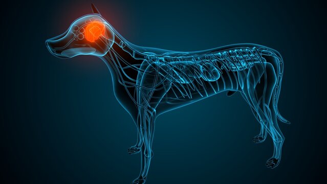 Dog brain part anatomy. 3d render