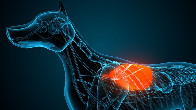 Dog brain part anatomy. 3d render