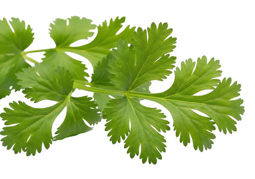 Fresh green cilantro leaves with intricate detail, isolated on transparent background