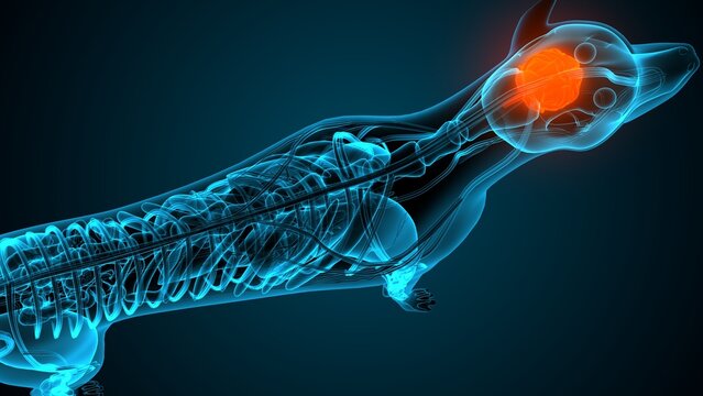 Dog brain part anatomy. 3d render