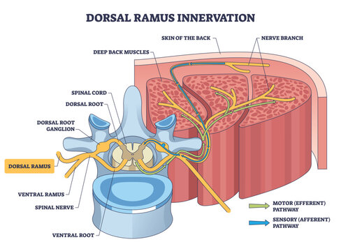Dorsal ramus innervation shows pathways from spinal nerve to back muscles and skin, key parts, dorsal ramus, spinal cord, nerve branch. Outline diagram