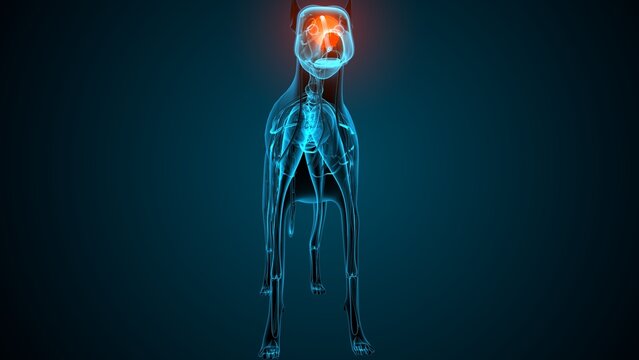 Dog brain part anatomy. 3d render