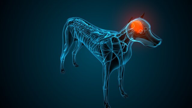 Dog brain part anatomy. 3d render