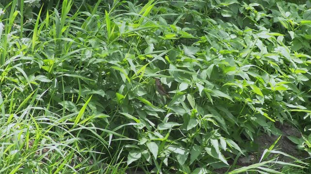 Small Tropical Bird Feeding on Grass in Natural Meadow
