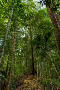 Hiking path with tree roots winding through a lush tropical rainforest in Malaysia