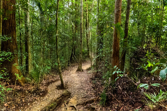Winding dirt path leading into lush green jungle with bamboo and tropical trees