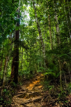 Sunlit path leading through dense tropical jungle with palms and tall trees