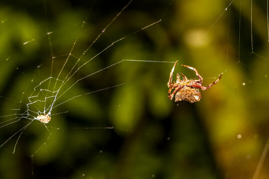 Macro shot of an orb-weaver spider resting on its silk web at night