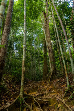 Sunlight filtering through the canopy of a lush green tropical jungle landscape