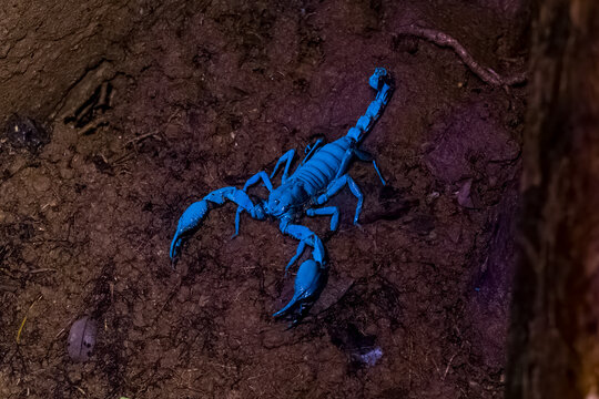 Asian Forest Scorpion, Heterometrus spinifer, glowing blue under UV light in jungle