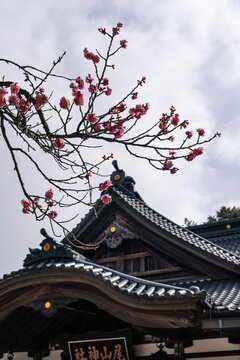 Pink ume plum blossoms blooming in front of a traditional Japanese temple rooftop with grey tiles in Kanazawa