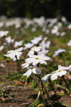 Close up of white spring starflowers blooming in a grassy field on a sunny day in a Tokyo park