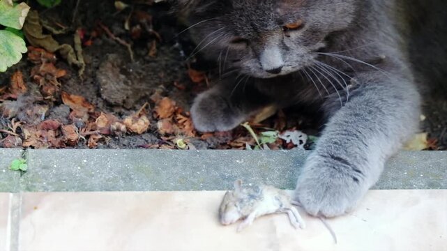 Gray cat plays with mouse on ground next to garden, captivating closeup of natural predation motion.