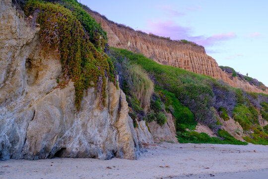 Green and red ice plant cascades over a wave-eroded sandstone cliff base, with rain-channeled clay bluff and coastal scrub rising above sandy beach at twilight, El Matador Beach, Malibu CA. Geology an