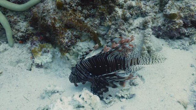 Red Lionfish or Common Lionfish hunting floats near large shoal of Hardyhead Silverside fish on sunny day in sunshine, Close up, Slow motion. Deep blue ocean corals, underwater world, marine life