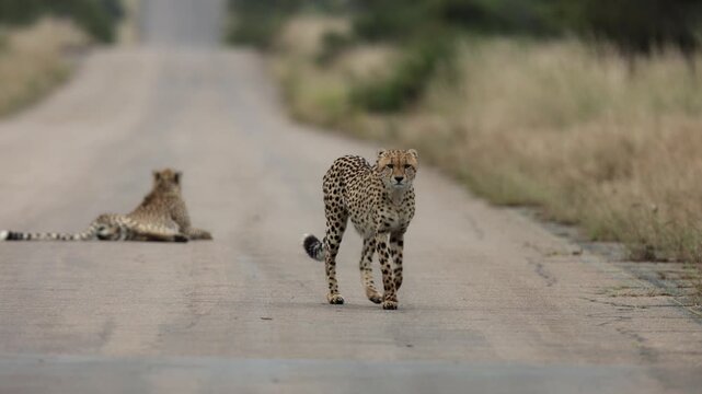 Two cheetahs on the open road