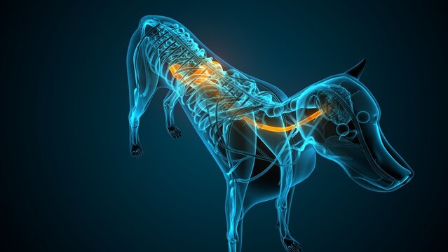 Esophagus part of a dog anatomy. 3d render