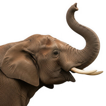 Majestic African Elephant with Trunk Raised in Profile.
