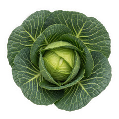 Obraz premium Fresh green cabbage head viewed from directly above.