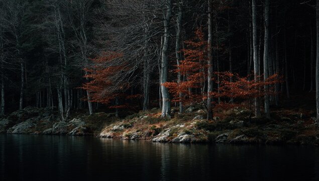 Dark Autumn Forest Edge Reflecting in Still Water.