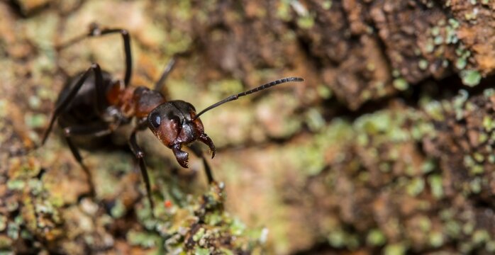 ant on a wood