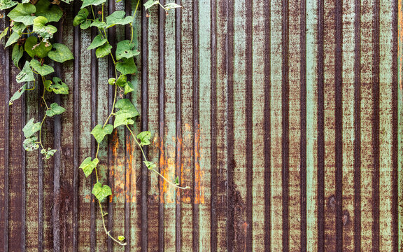 Green vine leaves growing on rusty corrugated metal wall texture background with weathered industrial iron sheet for vintage architectural design