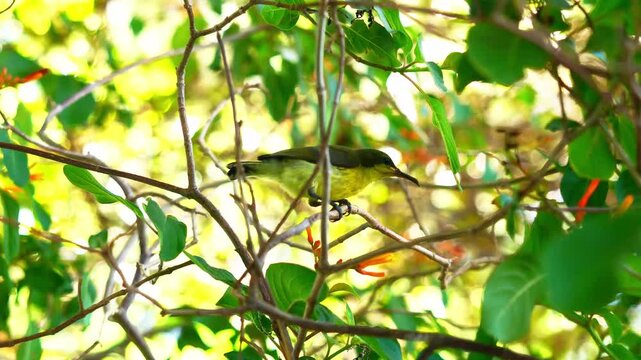 Garden or Olive-backed  or Yellow-bellied sunbird on Scarlet bush tree plant, Yellow bellied of small bird in Thailand