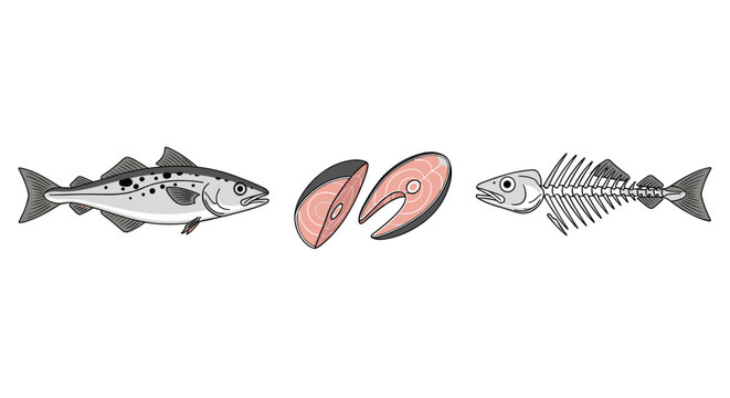 Illustration of a whole fish, two fish steaks, and a fish skeleton on a white background