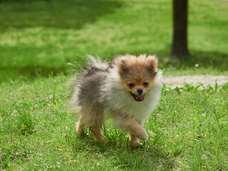 Obraz premium 春の公園で楽しく遊んでいる可愛いポメラニアンの子犬の姿