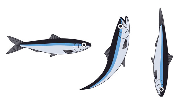 Three views of a stylized anchovy fish, showing profile, front, and side perspectives, perfect for culinary or marine biology illustrations