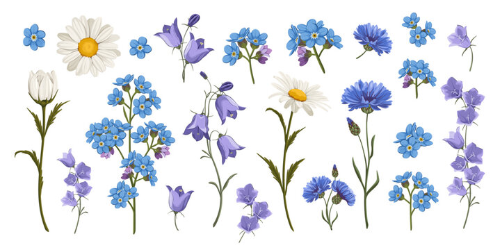 A set of wildflowers on a white background. Cornflowers, daisies, bellflowers, and forget-me-nots. Vector illustration

