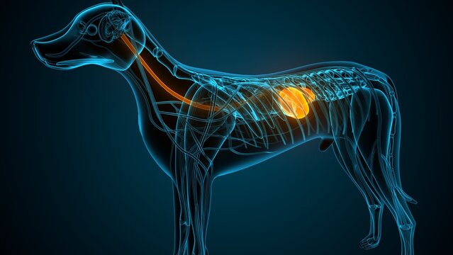 Esophagus part of a dog anatomy. 3d render