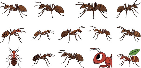 Cartoon ant character collection with different insect poses wildlife nature bug vector illustration isolated set © MD SOJIB 