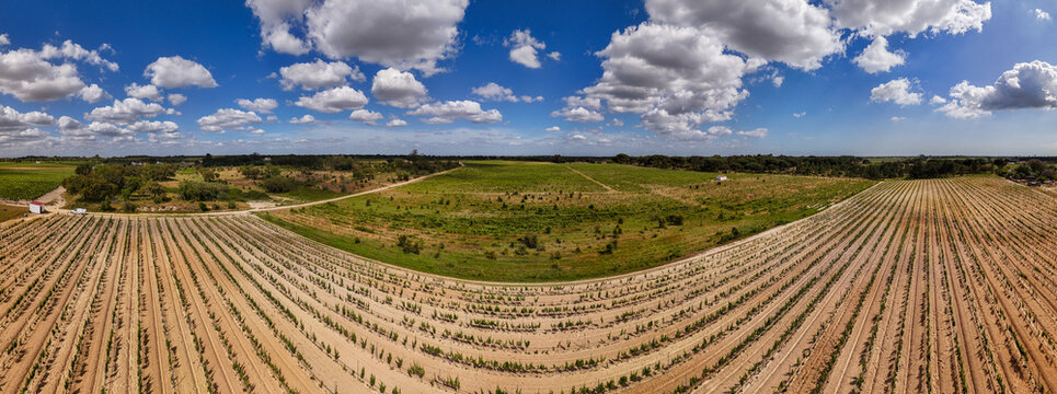 Aerial view of vast vineyard rows stretching across the rural landscape under a bright blue sky with scattered clouds in Setubal, Setubal, Portugal.