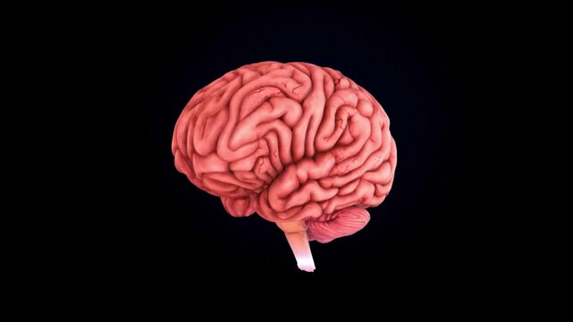 3D Render of a Human Brain with Detailed Textures and Structures on a Black Background