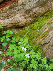 Fototapeta premium 苔むした倒木の傍らに咲く可憐なニリンソウの花