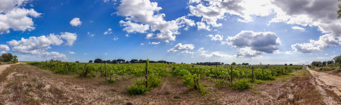 Aerial view of lush green vineyard rows under a bright blue sky with scattered white clouds Setubal, Setubal, Portugal.