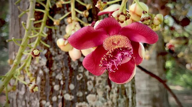 Cannonball Tree or Sal tree.beautiful blooming,yellow pollen and pink petal,fragrant flower.