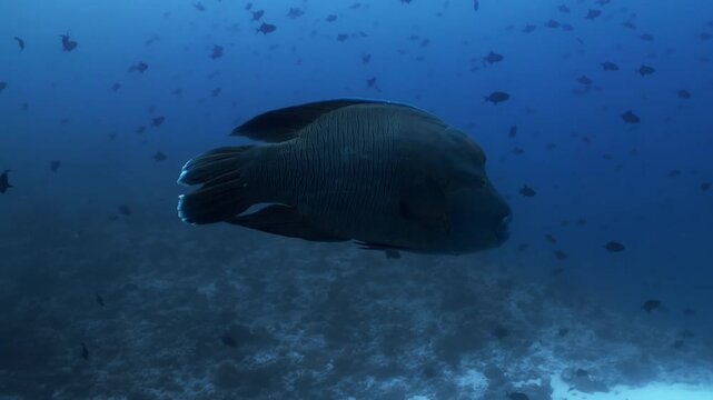 large Napoleon fish in reef to Blue Corner. Diving on reefs of Palau archipelago. Underwater landscape, rocky pinnacles, canyons, walls and caves. Beautiful array of marine life ready for exploration.