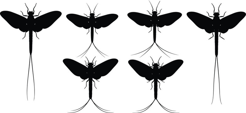 Mayfly silhouette set collection. Black winged insects with long tails in different poses. Isolated vector shapes for wildlife design, nature themes, education, and minimal illustrations.