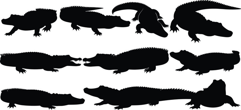 Crocodile silhouette set. Alligator black vector collection in multiple poses and angles. Wild reptile animal shapes isolated for logo, design, tattoo, and wildlife illustration use.